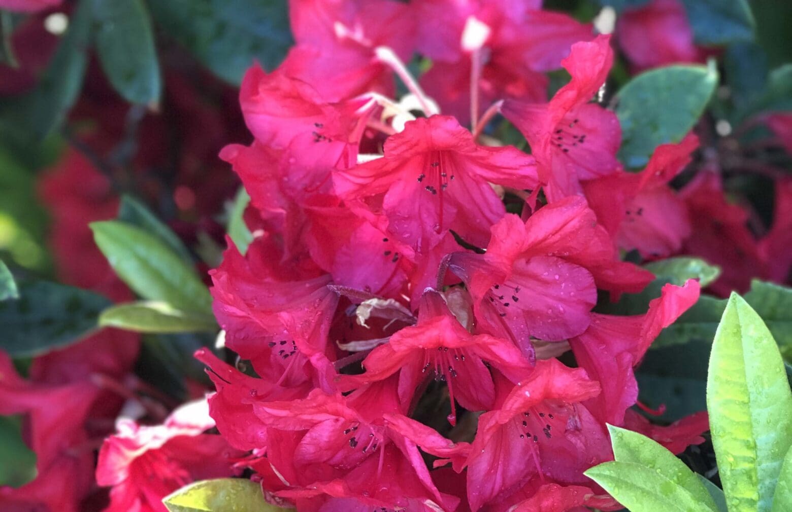 Nature can be a part of counselling