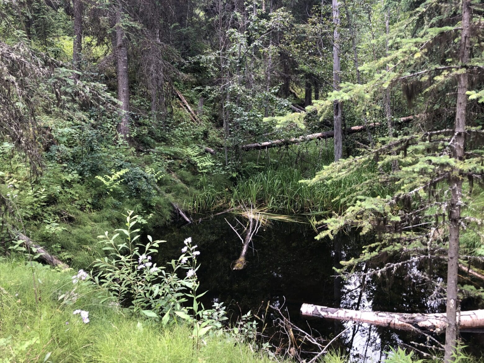 Top 4 Skills Successful Counsellors Need