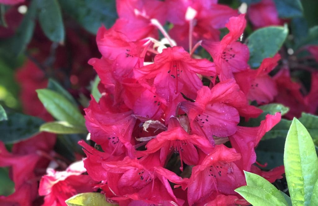 Common Types of Counselling