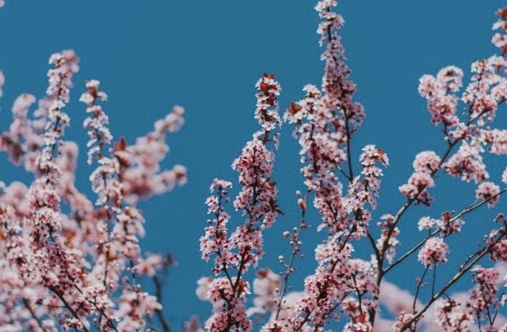 Integrated Practice Education - CMHAW Practicum #2